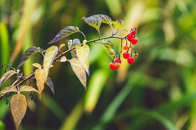 Free download berry fall nature leaves autumn free picture to be edited with GIMP free online image editor