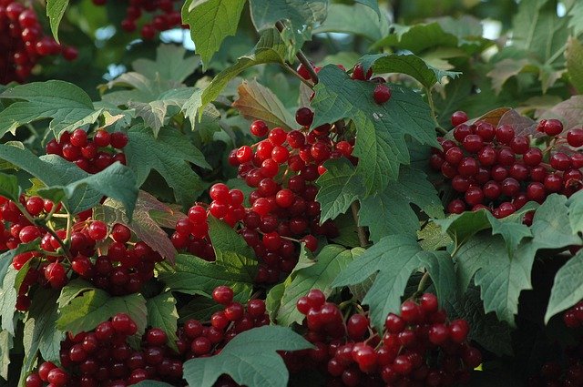 Download gratuito di Berry Kalina Krasnaya Bush: foto o immagine gratuita da modificare con l'editor di immagini online GIMP