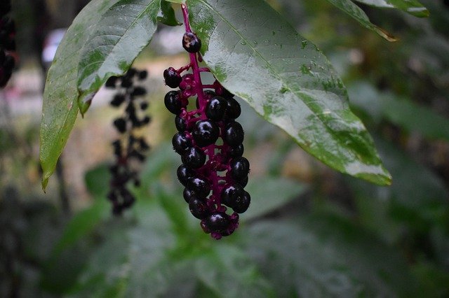 تنزيل Berry Leaves Rain مجانًا - صورة مجانية أو صورة لتحريرها باستخدام محرر الصور عبر الإنترنت GIMP