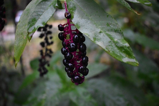 Téléchargement gratuit de Berry Leaves Rain - photo ou image gratuite à modifier avec l'éditeur d'images en ligne GIMP