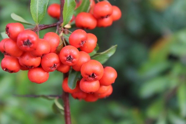 הורדה חינם Berry Plant Nature - תמונה או תמונה בחינם לעריכה עם עורך התמונות המקוון GIMP