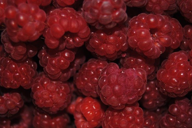 ดาวน์โหลดฟรี Berry Raspberry Fruit - ภาพถ่ายหรือรูปภาพฟรีที่จะแก้ไขด้วยโปรแกรมแก้ไขรูปภาพออนไลน์ GIMP