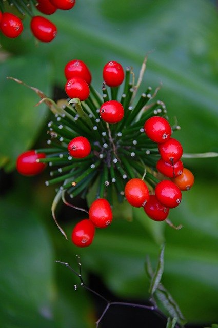 دانلود رایگان Berry Red Plant - عکس یا تصویر رایگان برای ویرایش با ویرایشگر تصویر آنلاین GIMP