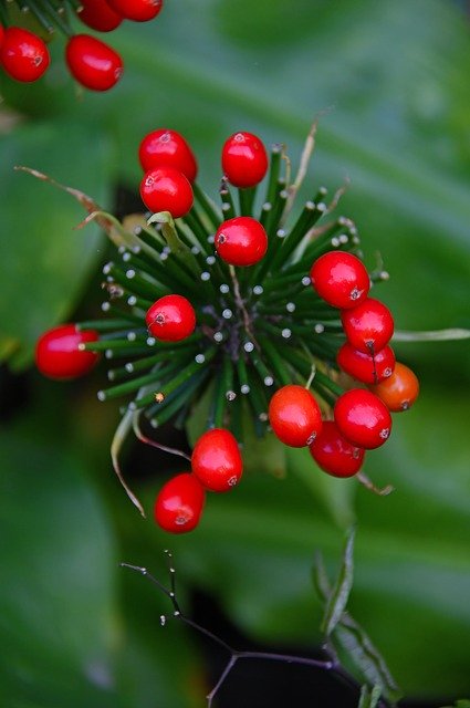 Free download Berry Red Plant -  free photo or picture to be edited with GIMP online image editor