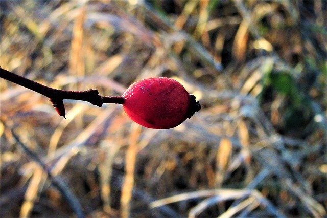 Free picture Berry Red Sprig -  to be edited by GIMP free image editor by OffiDocs