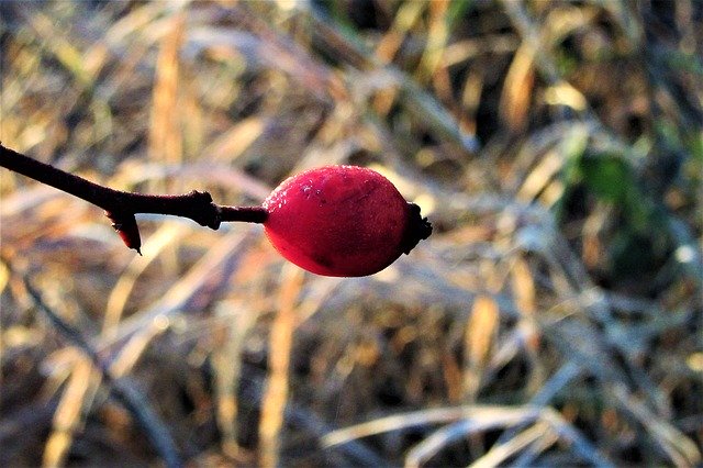 Download gratuito di Berry Red Sprig: foto o immagine gratuita da modificare con l'editor di immagini online GIMP