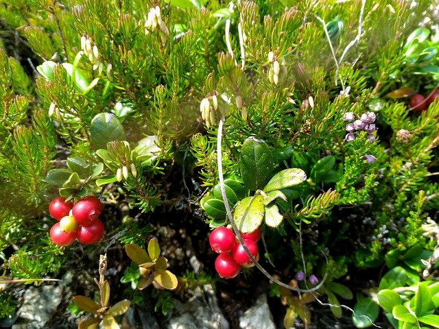 Free download Berry Under The Forest Flowers -  free photo or picture to be edited with GIMP online image editor