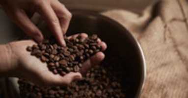Free download Best Green Coffee Beans in Indonesia free photo or picture to be edited with GIMP online image editor