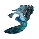 betta fish wallpaper  screen for extension Chrome web store in OffiDocs Chromium