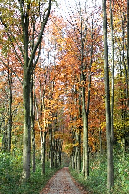 免费下载 Beukenlaantje Fall Colors Forest - 免费免费照片或图片可使用 GIMP 在线图像编辑器进行编辑