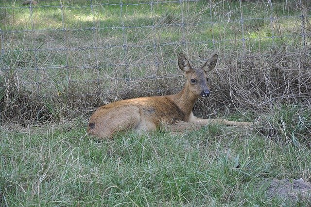 Descarga gratuita Biche Animal Forest: foto o imagen gratuita para editar con el editor de imágenes en línea GIMP