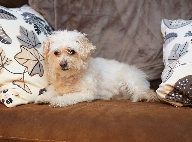 Free download Bichon Frise Poodle Mix Dog -  free photo or picture to be edited with GIMP online image editor