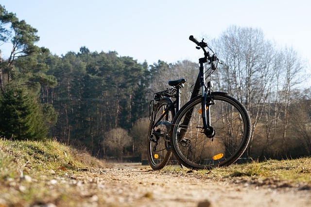 Free download bicycle path trees sports fitness free picture to be edited with GIMP free online image editor