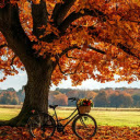 Bicycles and flower baskets  screen for extension Chrome web store in OffiDocs Chromium