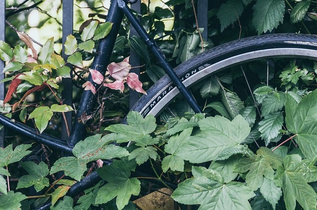 Free download bicycle wheel tire leaves free picture to be edited with GIMP free online image editor