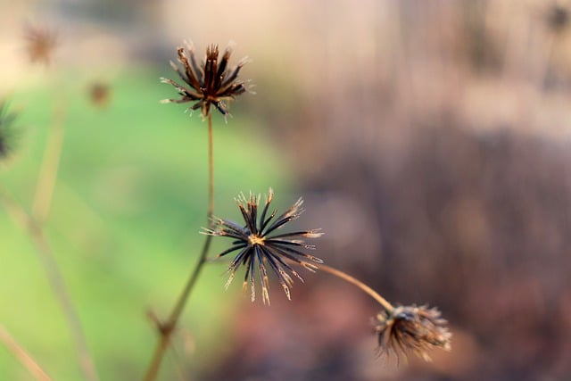 Free download bidens pilosa flower dried flower free picture to be edited with GIMP free online image editor