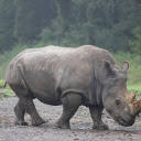 Big Beautiful Rhino  screen for extension Chrome web store in OffiDocs Chromium