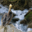 Big Bird by the Stream  screen for extension Chrome web store in OffiDocs Chromium