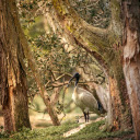 Big black billed bird  screen for extension Chrome web store in OffiDocs Chromium