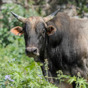 Big Black Bull  screen for extension Chrome web store in OffiDocs Chromium