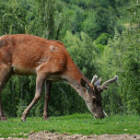 Big brown deer  screen for extension Chrome web store in OffiDocs Chromium