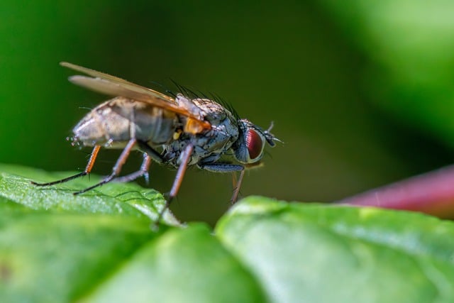 Free download big bug nature animal closeup free picture to be edited with GIMP free online image editor