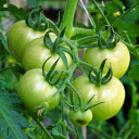 big bunch of green tomatoes  screen for extension Chrome web store in OffiDocs Chromium