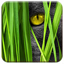 Big Cat  screen for extension Chrome web store in OffiDocs Chromium