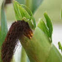 Big corn and black beard  screen for extension Chrome web store in OffiDocs Chromium