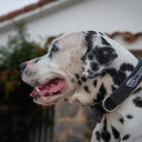 Big Dalmatian dog  screen for extension Chrome web store in OffiDocs Chromium