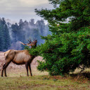 Big deer and horns  screen for extension Chrome web store in OffiDocs Chromium