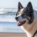 Big dog  screen for extension Chrome web store in OffiDocs Chromium