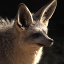 Big Eared Fox  screen for extension Chrome web store in OffiDocs Chromium