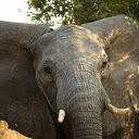 Big Ear Elephant  screen for extension Chrome web store in OffiDocs Chromium Big Ear Elephant  screen for extension Chrome web store in OffiDocs Chromium