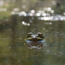 Big Eyed Frog  screen for extension Chrome web store in OffiDocs Chromium
