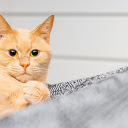Big Eyed Golden Cat  screen for extension Chrome web store in OffiDocs Chromium