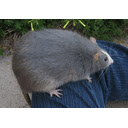Big Fat Rat  screen for extension Chrome web store in OffiDocs Chromium