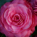 Big flower  screen for extension Chrome web store in OffiDocs Chromium