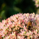 Big flower branch and bee  screen for extension Chrome web store in OffiDocs Chromium