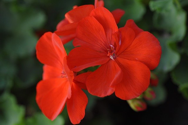 Unduh gratis Big Flowering - foto atau gambar gratis untuk diedit dengan editor gambar online GIMP