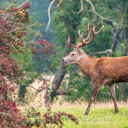 Big flower tree and big deer  screen for extension Chrome web store in OffiDocs Chromium