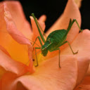 Big grasshopper on flower branch  screen for extension Chrome web store in OffiDocs Chromium