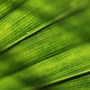 Big green leaf  screen for extension Chrome web store in OffiDocs Chromium