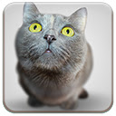 Big Head Kitten  screen for extension Chrome web store in OffiDocs Chromium