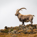 Big horned goat  screen for extension Chrome web store in OffiDocs Chromium