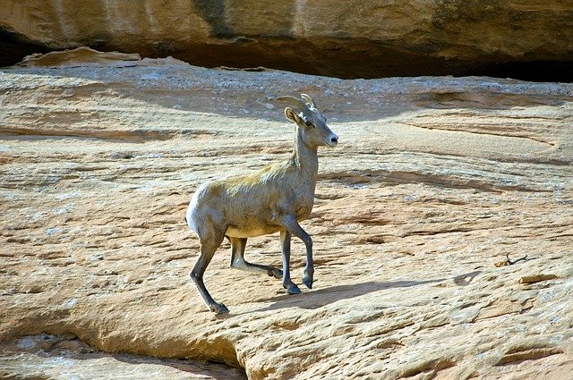 Free download Bighorn Ewe At Colorado Monument -  free photo or picture to be edited with GIMP online image editor