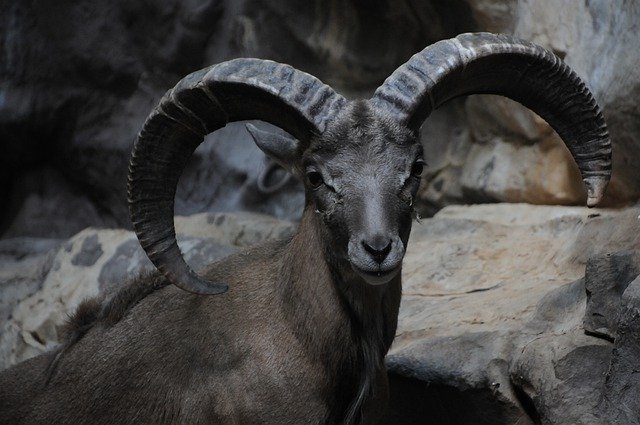 Download gratuito Bighorn Ram Sheep Rocky - foto o immagine gratis da modificare con l'editor di immagini online di GIMP