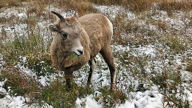 Descarga gratuita Bighorn Sheep Wildlife - foto o imagen gratuita para editar con el editor de imágenes en línea GIMP