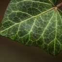 Big leaf  screen for extension Chrome web store in OffiDocs Chromium