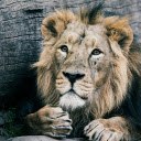 Big Lion  screen for extension Chrome web store in OffiDocs Chromium